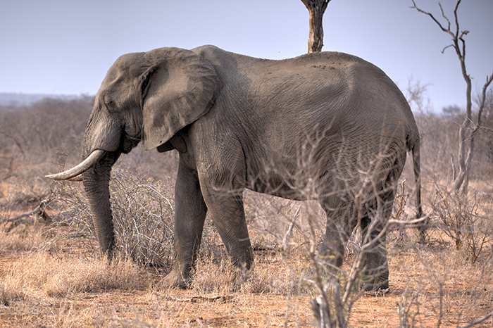 Male elephant